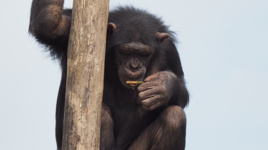 วิธีสร้างชิมแปนซีจากดินเหนียว