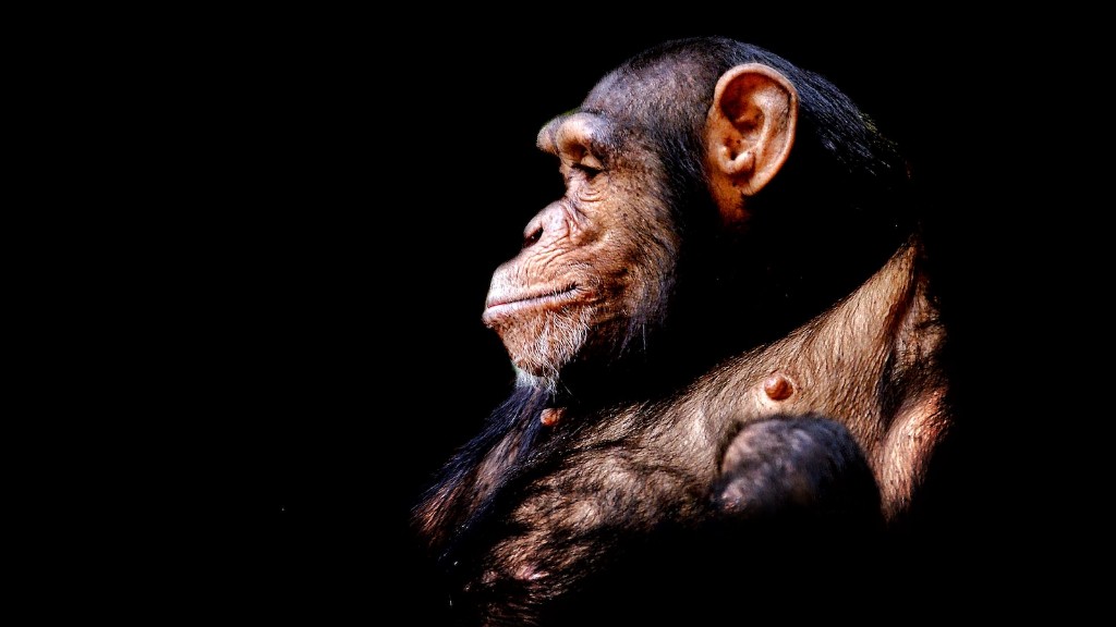 มนุษย์มี DNA ของชิมแปนซีหรือไม่
